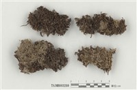 藏品(白髮苔屬)的圖片